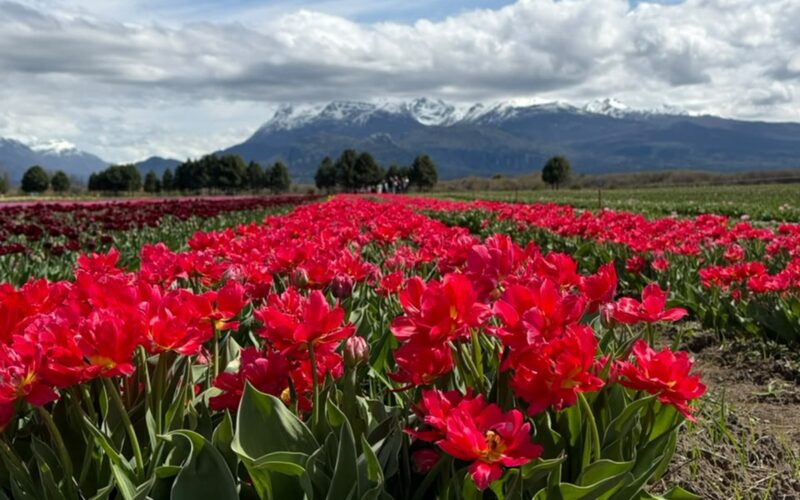 Los Tulipanes de Trevelin y una trampa de la temporada